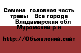 Семена (головная часть))) травы - Все города  »    . Владимирская обл.,Муромский р-н